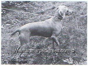 Image of Celine Isis vom Stapelbroek