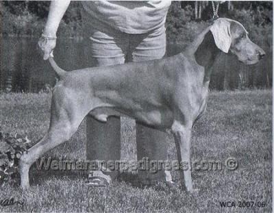 Image of Greybrook's Blazing Star