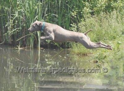 Image of Sandbar Echoin Cowboy Colt