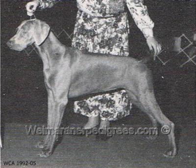 Image of Peachtree's Cassiopeia