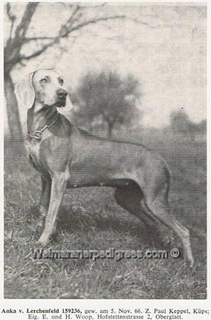 Image of Anka vom Lerchenfeld