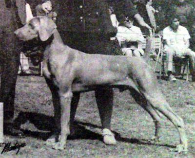 Image of Thorveld's Ace von Eschenfeld