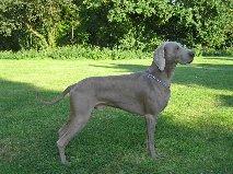 Image of Alfiero (LOF 024134)