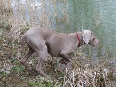 Image of Argent Secret Noureev