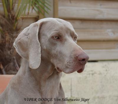 Image of Viper Dodge von Silberweiss Jager