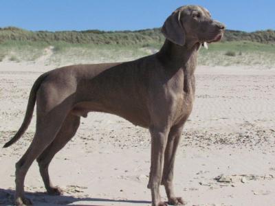 Image of Aalto Just Weimaraner