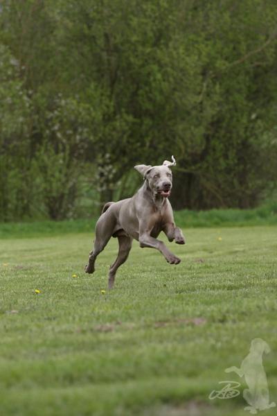 Image of Flanders Joy Kienhunter