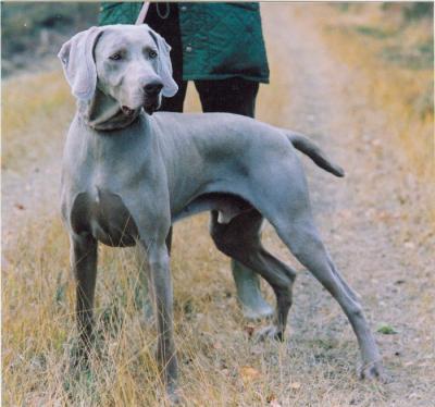 Image of Furax des Diables Gris du Fresne Camilly