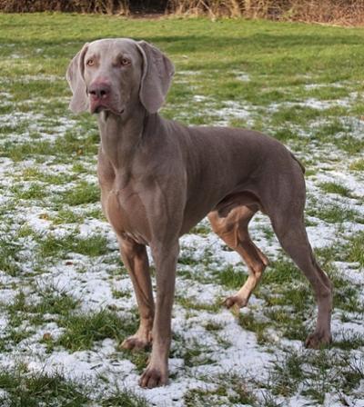 Image of Hot Shoot's Joker