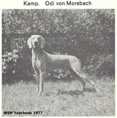 Image of Odi vom Morebach