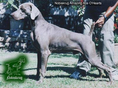 Image of Nobiskrug Amazing Ace O'hearts