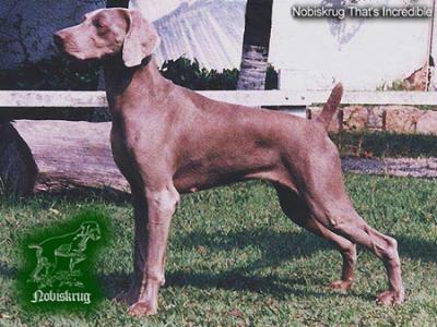 Image of Nobiskrug That's Incredible