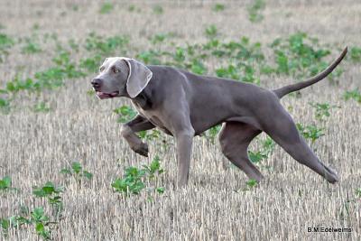 Image of Edelweim du Montcel de Beauvoir