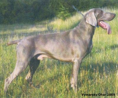 Image of Antony Shefis