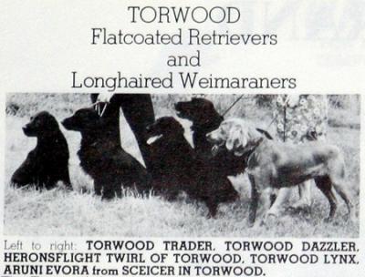 Image of Aruni Evora From Seicer In Torwood