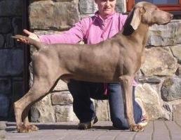 Image of Stormdancer Rock 'N' Roll