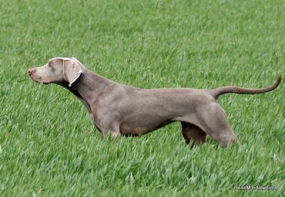 Image of Folie Douce Edelweims de la Ronastan