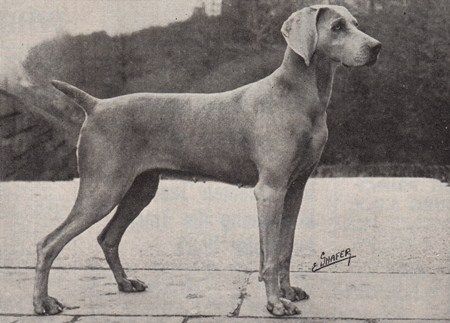 Image of Deal's Little von Dobe