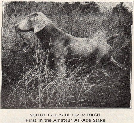 Image of Schultzie's Blitz von Bach