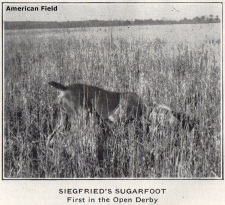 Image of Siegfried's Sugarfoot