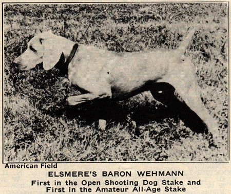 Image of Elsmere's Baron (aus Wehmann)