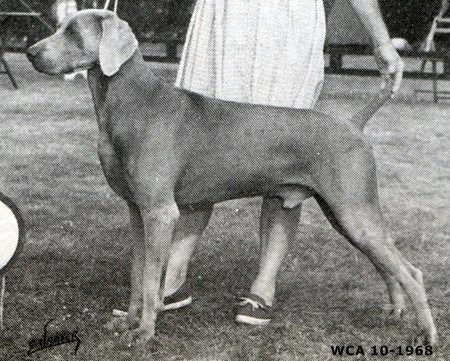 Image of Doug's Trumpeter von Tiger