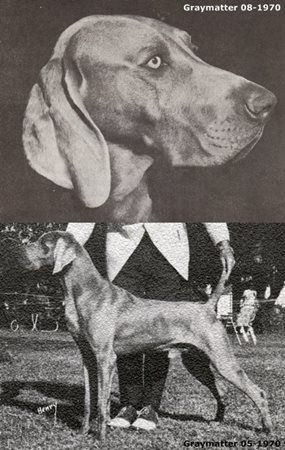 Image of Bold Swinger