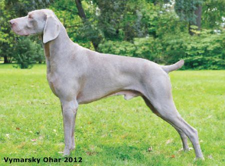Image of Cartier Love de Donawitz