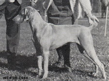 Image of Gresham's Bitsy Schatzi V Inge