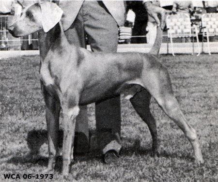 Image of Cabin Creek's Tom Terrific