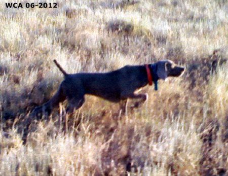 Image of Brymar's Hemi Challenger