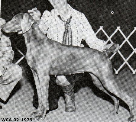 Image of Orkan's Cissy von der Reiteralm