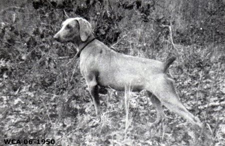 Image of Helmanhof's Silver Gilt