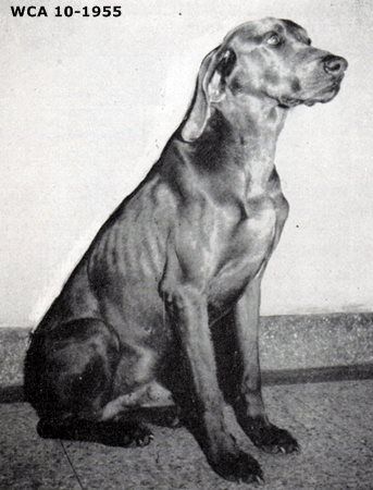 Image of Baron of Rockledge (AKC S712203 / FDSB 539112)