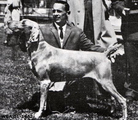 Image of Puttenham's Galloping Ghost