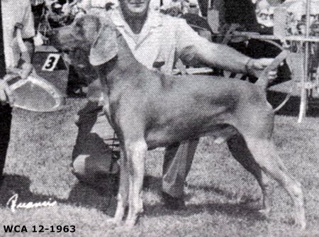 Image of Firebird's Silver Smoke