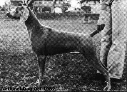 Image of Greyghost Bellanca