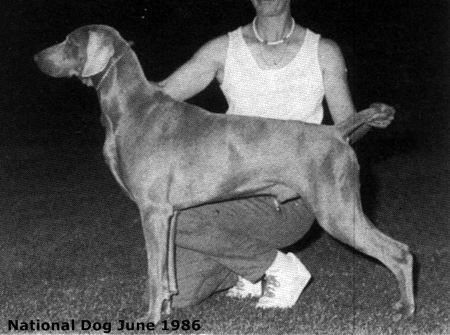 Image of Austweim Rowdy Rogue