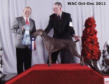 Image of Follyhill Winoka Abz Show Off