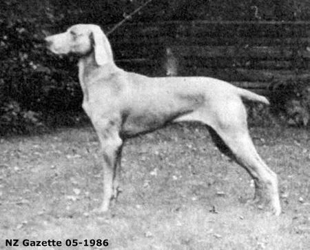 Image of Waldheim Panther