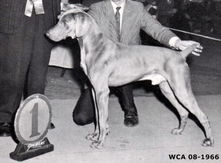 Image of Cord of Grey Mist