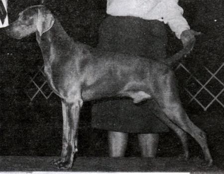 Image of Sportingacres Dusty Chance