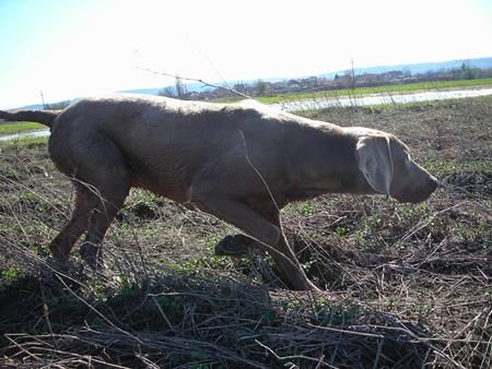 Image of Aram z Kolodejske Strane