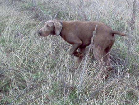 Image of Aram z Kolodejske Strane