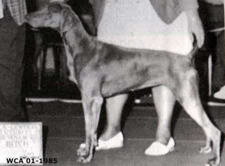 Image of Sanbar's Chase The Clouds