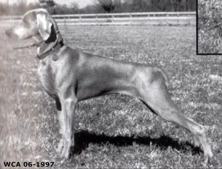 Image of Sassafras Lucy's Lovely Rita