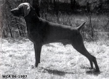 Image of Rosaics Gala Baraka