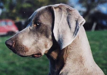 Image of Epsom de Bel Ebat de Cambes en Plaine