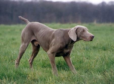 Image of Orkane du Cairn au Roi Laerte
