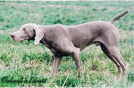 Image of Orkane du Cairn au Roi Laerte